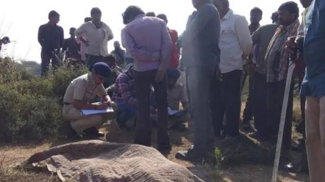 ଜଙ୍ଗଲ ପାଖ ରାସ୍ତା ଦେଇ ଫେରୁଥିଲେ ମାଛ ଧରାଳି, ଟାଣି ନେଇ  ଖାଇ ଦେଲା ଜଙ୍ଗଲୀ ସିଂହ