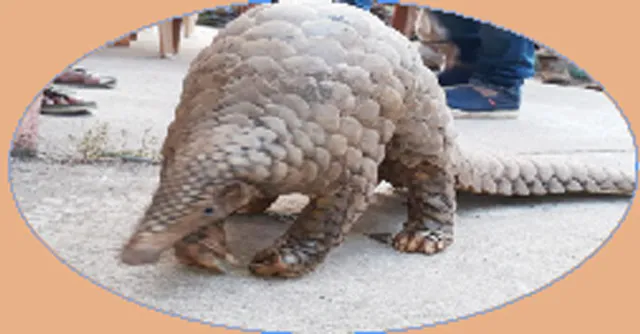 ବଜ୍ରକାପ୍ତା ଉଦ୍ଧାର, ୭ ଗିରଫ