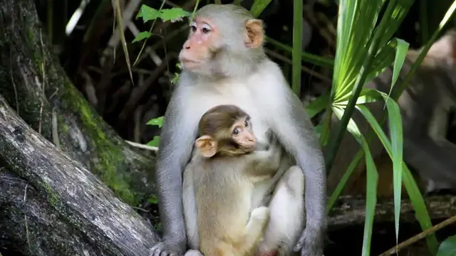 ସାମାଜିକ ଗଣମାଧ୍ୟମରେ ଲାଇଭ୍‌ଷ୍ଟ୍ରିମ୍‌ କରି ମାଙ୍କଡ଼ ମାରି ଖାଇଥିବା ୬ ଜଣ ଭିଏତ୍‌ନାମୀ ଲୋକ ଗିରଫ