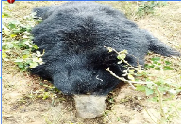 ଜଙ୍ଗଲରୁ ମୃତ ଭାଲୁ ଉଦ୍ଧାର