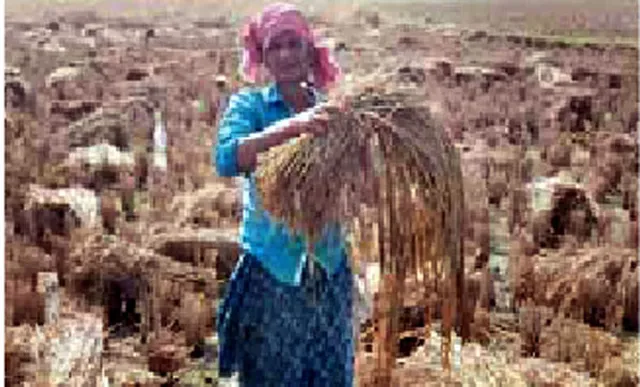 ଧାନ ଫସଲ ନଷ୍ଟ:‘ପେଥାଇ’ ପ୍ରଭାବ