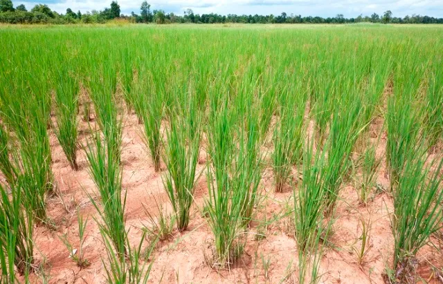 ମରୁଡ଼ି ଓ ରୋଗପୋକ ଆକ୍ରାନ୍ତଙ୍କ ପାଇଁ ପ୍ୟାକେଜ୍‌