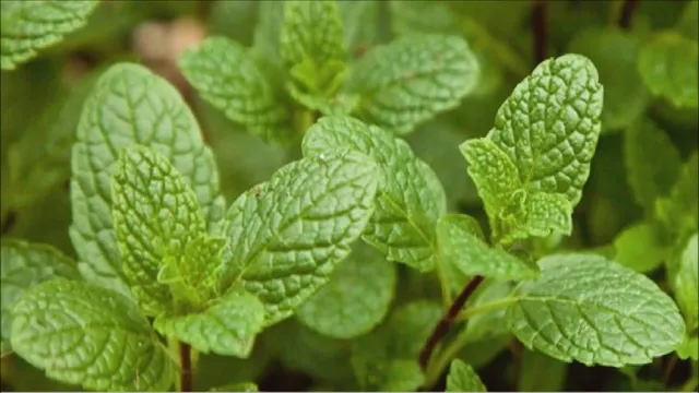 ଏସବୁ ସାମଗ୍ରୀ ବି ପେନ୍‌ କିଲର୍‌ ଭଳି କାମ କରିଥାଏ