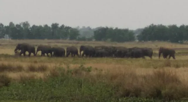 ପୁରୀ: ହାତୀ ପଲ ଦେଖିବାକୁ ଯାଇଥିଲେ, ଯୁବକଙ୍କୁ କଚାଡ଼ି ଦେଲା ଦନ୍ତା