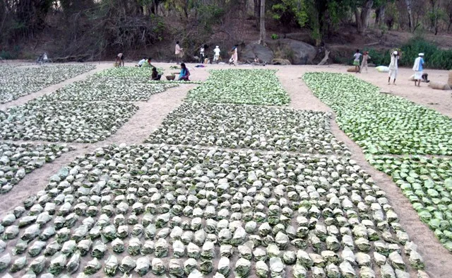 ଶ୍ରୀଲଙ୍କାରେ ସୁନ୍ଦରଗଡ଼ କେନ୍ଦୁପତ୍ର ବିଡ଼ିର ଚାହିଦା