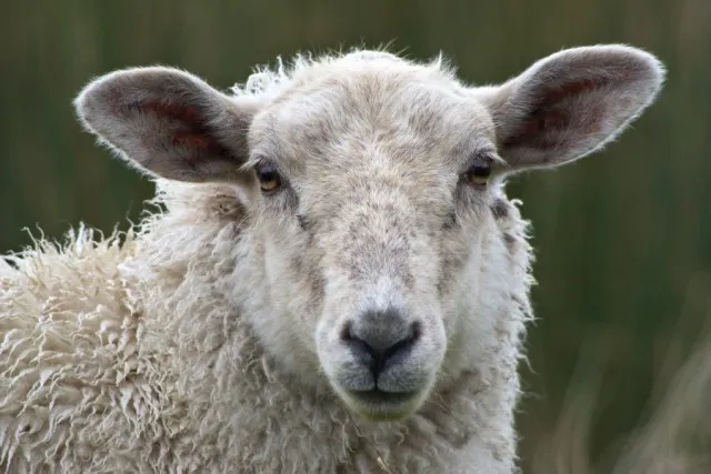 ପଘାକାଟି ଗୁହାଳରୁ ନେଇଗଲେ ୧୬ ମେଣ୍ଢା