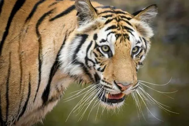 ଛୋଟାଉଛି ସୁନ୍ଦରୀ!