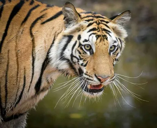 ‘ସୁନ୍ଦରୀ’ ପାଇଁ କ୍ୟାମେରା ଧାର୍