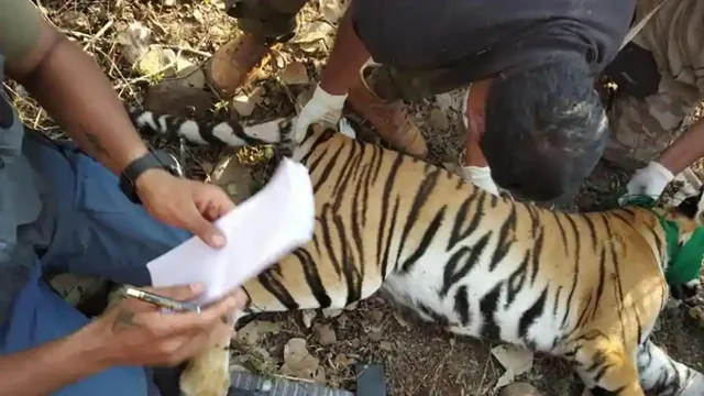 ୫୧ ଦିନ ପରେ ନିହତ ବାଘୁଣୀ ଅବନୀର ୨ଛୁଆଙ୍କ ମଧ୍ୟରୁ ଉଦ୍ଧାର ହେଲା ଗୋଟିଏ