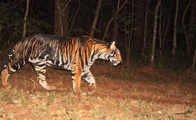 ୨୦୧୮ରେ ରାଜ୍ୟର ବନ୍ୟପ୍ରାଣୀ ଜଗତରେ କିଛି ଚର୍ଚ୍ଚିତ ଘଟଣା : କଳାବାଘରୁ ସହରମୁହାଁ ହାତୀ