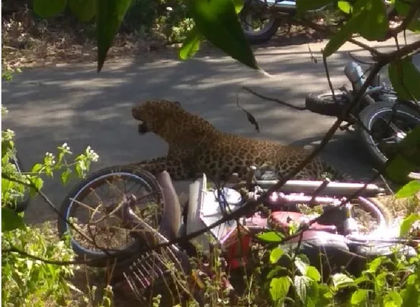 ୫ ବର୍ଷ ପରେ ତାଜା ହେଲା ବାଘ ଭୟ : ବର୍ଣ୍ଣେଇ ସଂରକ୍ଷିତ ଜଙ୍ଗଲରେ ୨ ଅଣ୍ଡିରା ବାଘ