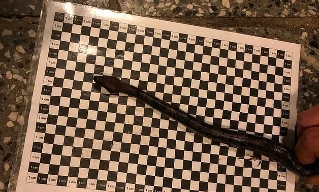 ବିମାନବନ୍ଦରରେ ସାପ, ଯାତ୍ରୀଙ୍କ ପ୍ୟାଣ୍ଟ୍‌ ଭିତରୁ ହେଲା ଜବତ!