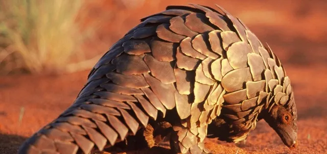 ବଜ୍ରକାପ୍ତା ଉଦ୍ଧାର, ୮ ଗିରଫ