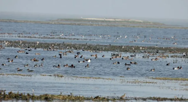 ଆର୍ଦ୍ରଭୂମି ସୁରକ୍ଷା ମାମଲାରେ ୪ ଜିଲ୍ଲାପାଳଙ୍କ ସତ୍ୟପାଠ