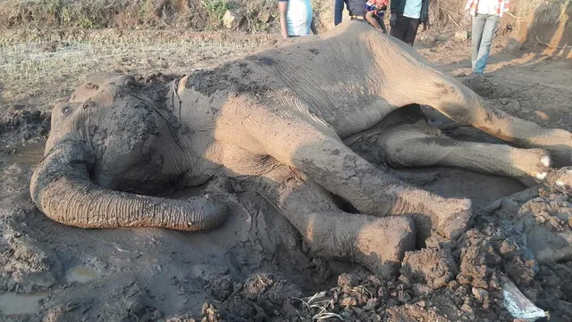 କନ୍ଧମାଳ: ଜୀବନ ମରଣ ସହ ସଂଗ୍ରାମ କରୁଛି ହାତୀ, ୭ ଦିନ ନଖାଇ ନପିଇ ପଡ଼ିରହିଛି