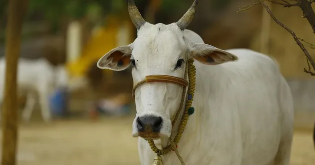 ଗୋରକ୍ଷା ନାମରେ ହିଂସା କଲେ ଭୋଗିବେ ୫ ବର୍ଷର ଜେଲ ଦଣ୍ଡ