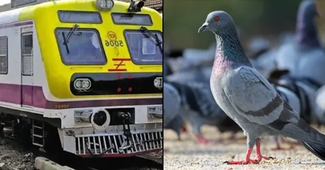 ମାନବିକତାର ଆଉ ଏକ ଉଦାହରଣ ଦେଲା ଭାରତୀୟ ରେଳବାଇ: ପାରା ଜୀବନ ବଞ୍ଚାଇବା ପାଇଁ ଅଟକିଲା ଟ୍ରେନ୍‌