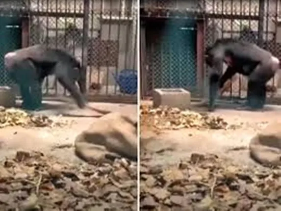 ମଣିଷ ଭଳି ସିମ୍ପାଞ୍ଜି ମାରୁଛି ଝାଡୁ, ସ୍ନାନ କରିବା ପରେ ଧୋଉଛି ପୋଷାକ, ଭିଡିଓ ଦେଖନ୍ତୁ