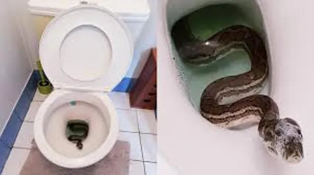 ଶୌଚାଳୟରୁ ବାହାରିଲା ବିଶାଳ ଅଜଗର, ପରିବାରଲୋକେ ଦେଖି ହେଲେ ଆତଙ୍କିତ
