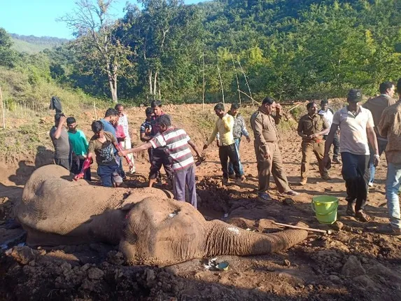ପୁଣି ୨ ହାତୀ ମୃତ : ୯ ଦିନ ପଡ଼ିପଡ଼ି ମଲା