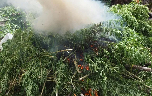 ବାଲିଗୁଡ‌ା ୫୦ କୋଟି ଟଙ୍କାର ଗଞ୍ଜେଇ ଚାଷ ନଷ୍ଟ