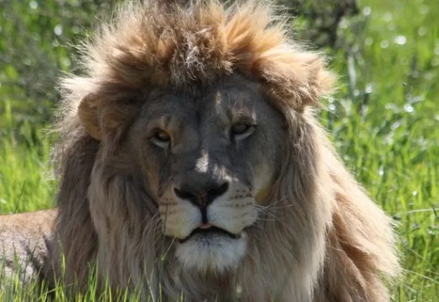 ନନ୍ଦନକାନନ ସିଂହ ପିଛାନର ଅବସ୍ଥା ସୁଧୁରିଛି