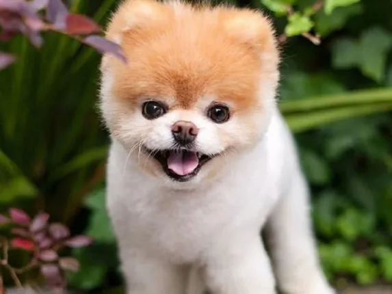 ହୃଦ୍‌ଘାତରେ ମୃତ୍ୟୁବରଣ କଲେ ଦୁନିଆ ସବୁଠାରୁ ସୁନ୍ଦର କୁକୁର ବୁ, ସୋସିଆଲ ମିଡିଆରେ ଥିଲେ ୨କୋଟି ଫଲୋଅର୍ସ