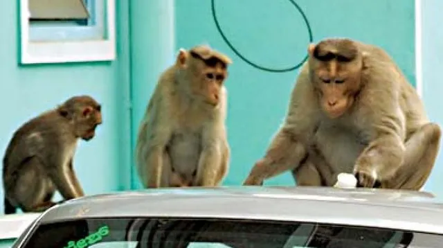 ବେଙ୍ଗାଲୁରୁରେ ‘ମାଙ୍କଡ଼ ଜର’ ଯୋଗୁଁ ଲୋକେ ଛାନିଆ