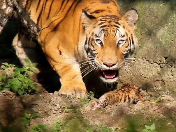 ଜମିକୁ ଚାରା କାଟିବାକୁ ଯାଇଥିବା ସମୟରେ ବୃଦ୍ଧାଙ୍କୁ ପଛ ପଟୁ ଟେକି ନେଲା ବାଘ