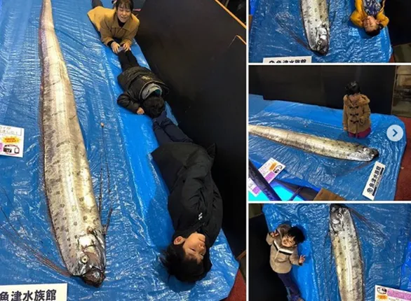 ଜାପାନରେ ପୁଣି ଥରେ ଦେଖିବାକୁ ମିଳିଲା ଓରଫିସ୍‌, ଭୂକମ୍ପ ଆଶଙ୍କା ନେଇ ଲୋକେ ଭୟଭୀତ !