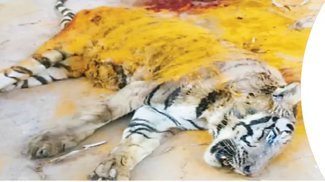 ମୃତ୍ୟୁ ସହ ଲଢ଼େଇ କରୁଛି, ମହାବଳ ରୋଷନ୍