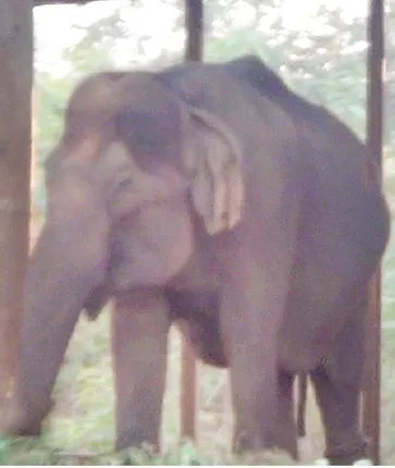 ନନ୍ଦନକାନନର ହାତୀ ବାସନ୍ତୀ ଅସୁସ୍ଥ