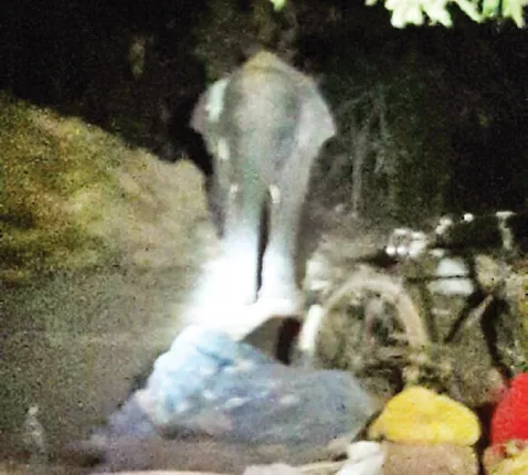 ଚନ୍ଦକାରେ ଦଳଛଡ଼ା ଦନ୍ତା ଆତଙ୍କ