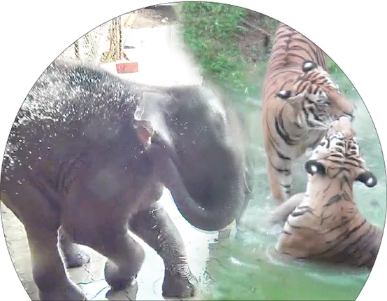 ନନ୍ଦନକାନନକୁ ତାତି ଭୟ: ବାଘ, ହାତୀଙ୍କ ଜଳକ୍ରୀଡ଼ା