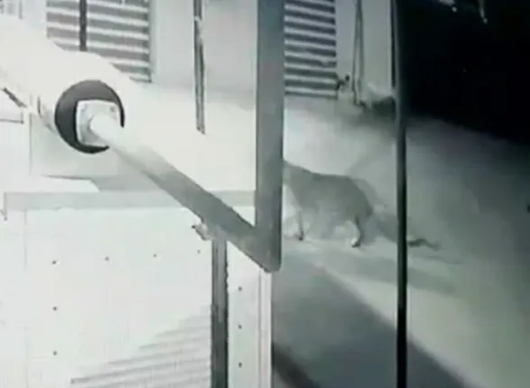 ପଳାଶପଲ୍ଲୀରେ କଲରାପତରିଆ!