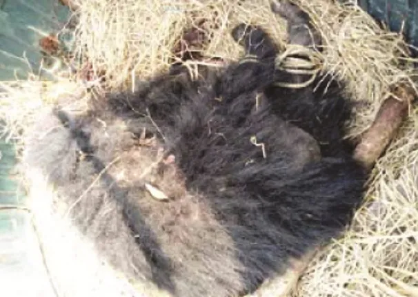 ଭାଲୁକୁ ପିଟି ମାରିଦେଲେ