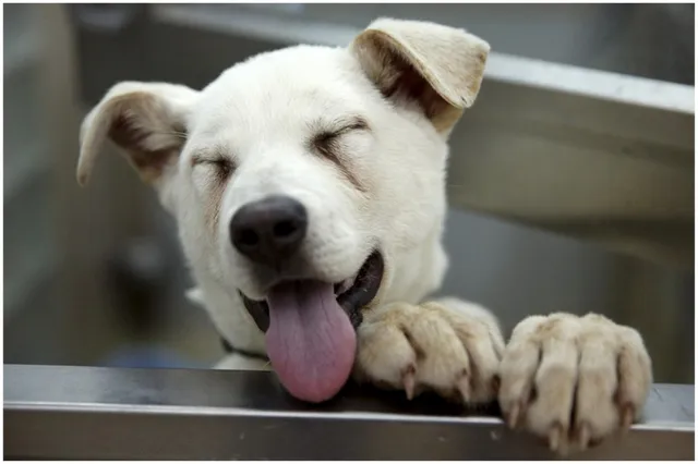 ଅସଦାଚରଣ କରିବାକୁ ଚେଷ୍ଟା କରୁଥିଲା ଯୁବକ, ଛୁରାମାଡ ଖାଇ ଯୁବତୀଙ୍କୁ ବଞ୍ଚାଇଲା ବୁଲା କୁକୁର