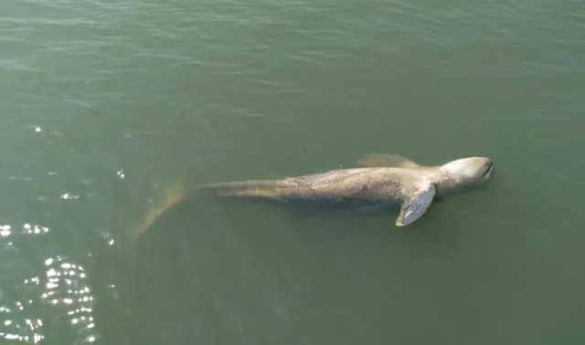 ଚିଲିକାରୁ ମୃତ ଡଲ୍‌ଫିନ୍‌ ଉଦ୍ଧାର