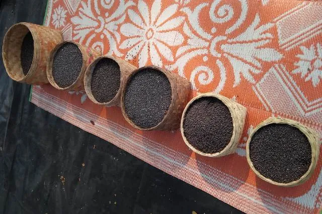 ଆଦିବାସୀ ମେଳାରେ ଘୁମୁସର ବିରି