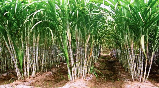 ଆଖୁର ଏଫଆରପି କ୍ୱିଣ୍ଟାଲ ପିଛା ୧୦ ଟଙ୍କା ବଢାଇଲେ କେନ୍ଦ୍ର ସରକାର