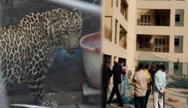 ୧୪ ମହଲା ବିଶିଷ୍ଟ କୋଠାରେ ବାଘ:ଅଢ଼େଇ ଘଣ୍ଟା ଧରି ଲୋକଙ୍କୁ ଆକ୍ରମଣ