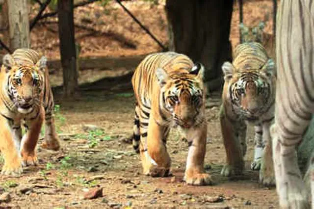 ତାମିଲନାଡୁ ମୁଖ୍ୟମନ୍ତ୍ରୀ କାର୍ଯ୍ୟବ୍ୟସ୍ତ ଥିବାରୁ ବାଘଛୁଆର ନାମକରଣ ହୋଇ ପାରୁନି