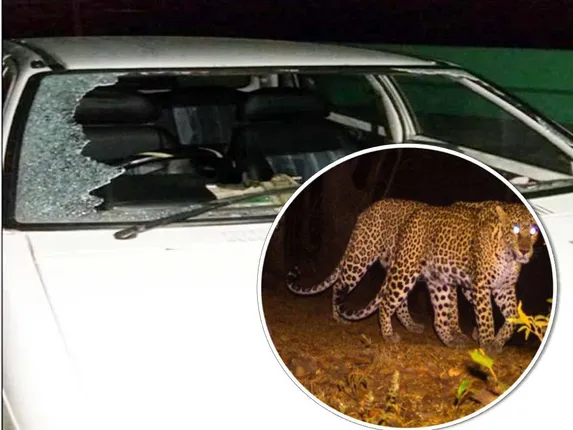 ଚଳନ୍ତା କାର ଉପରକୁ ଏକା ସଙ୍ଗେ ଡେଇଁ ପଡ଼ିଲେ ତିନି ବାଘ, ବାପ-ପୁଅ ଗୁରୁତର