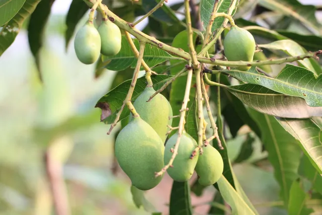 ଲୋଭ ବଢ଼ାଉଛି। (ଫଟୋ: ମନୋଜ, ବାଲେଶ୍ୱର)