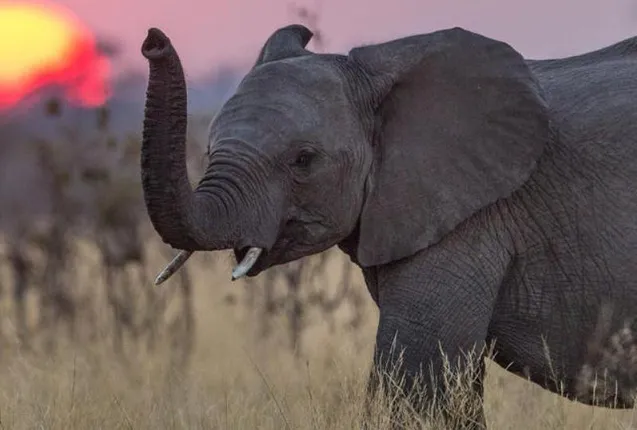 କିଶୋରନଗର : ଜଙ୍ଗଲ ରାସ୍ତାରେ ଦନ୍ତାହାତୀର ମୃତଦେହ ଉଦ୍ଧାର