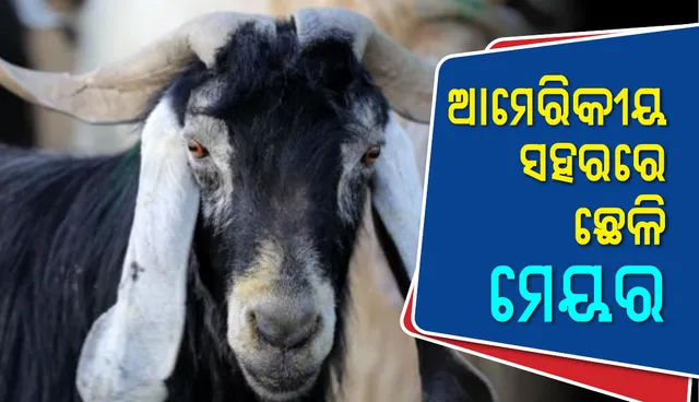 ଛେଳିକୁ ମେୟର୍‌ ଭାବେ ନିର୍ବାଚିତ କଲା ଯୁକ୍ତରାଷ୍ଟ୍ର ଆମେରିକୀୟ ସହର ‘ଫେୟାର୍‌ ହେଭେନ୍‌’