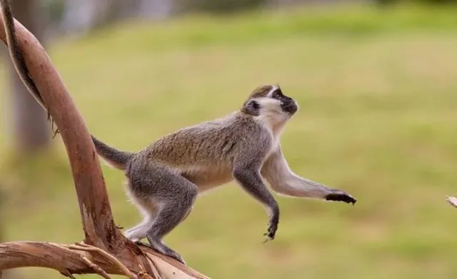 ଦୁନିଆର ସବୁଠାରୁ ବଡ ଚିଡିଆଖାନା ନିର୍ମାଣ କରିବେ ମୁକେଶ ଅମ୍ବାନୀ, କେଉଁ ସ୍ଥାନରେ କରିବେ ଜାଣନ୍ତୁ?