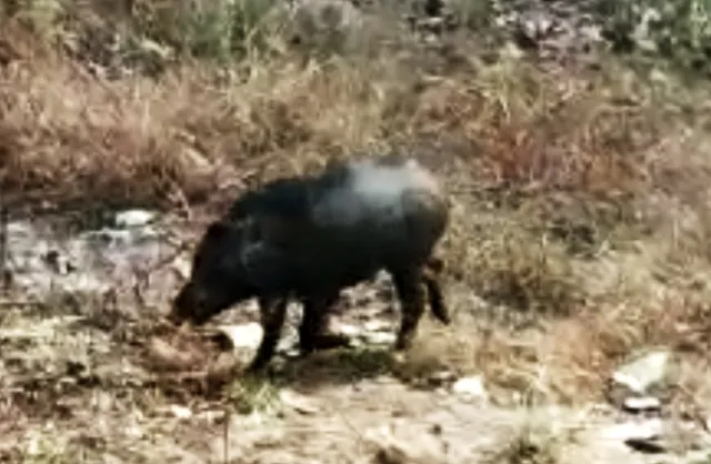 ବାର୍‌ହା ପାଇଁ ପରୀକ୍ଷାର୍ଥୀ ହଟହଟା : ଭିତରେ ଶିକ୍ଷକ ଜଗିଲେ, ବାହାରେ ବନବିଭାଗ