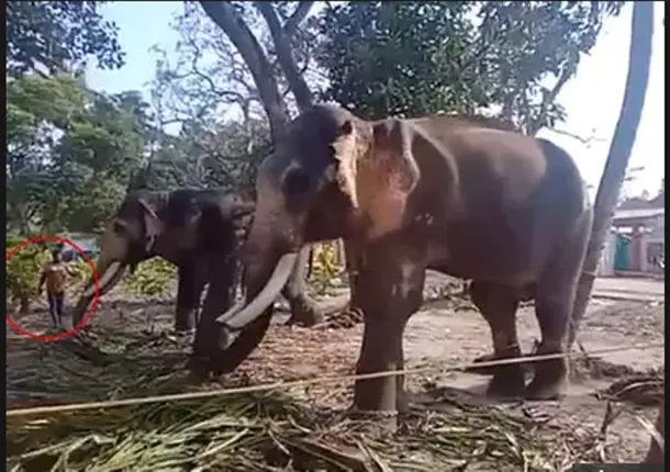 ହାତୀ ସହିତ ସେଲଫି ନେବା ହେଲା କାଳ, ଶୁଣ୍ଢରେ ଉଠାଇ କଚାଡି ଦେଲା; ଭିଡିଓ ଦେଖନ୍ତୁ