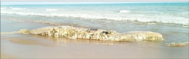 ୧୦ ଟନ୍ ଓଜନ ତିମିର ଶବ ଉଦ୍ଧାର